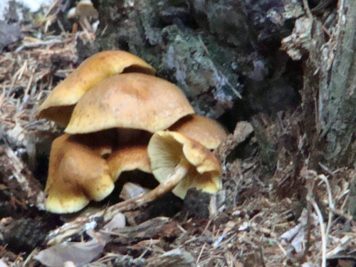 Gymnopilus-penetrans-Fr.-Murrill-DSC03922