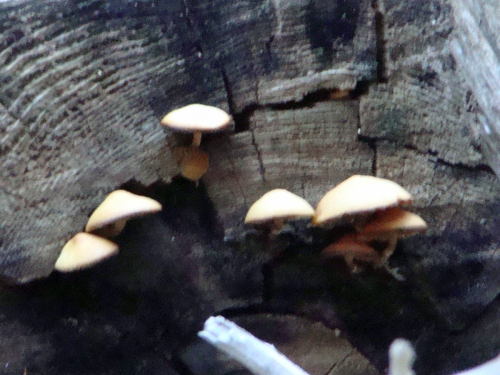 Gymnopilus-penetrans-Fr.-Murrill-DSC03923