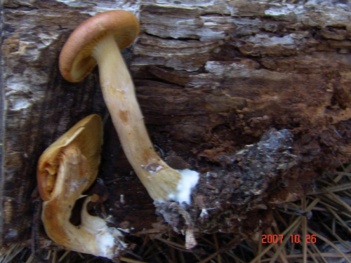 Gymnopilus-penetrans-Fr.-Murrill-DSC04998