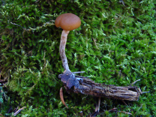 Gymnopilus-picreus-Fr.-Murrill-DSC00173