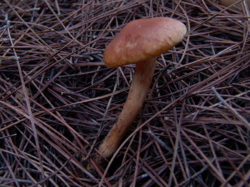 Gymnopilus-picreus-Pers.-P.-Karst.-DSC03039