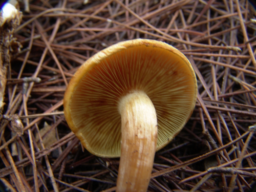 Gymnopilus-picreus-Pers.-P.-Karst.-DSC03040