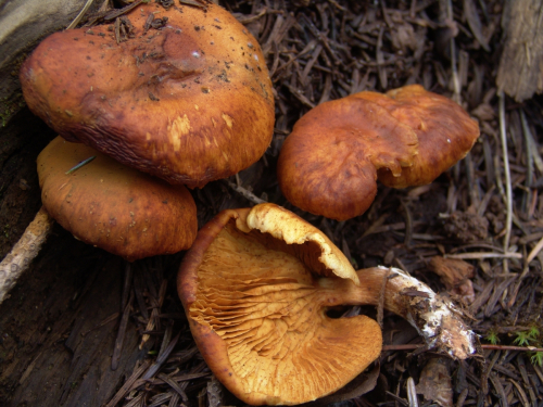 Gymnopilus-picreus-Pers.-P.-Karst.-DSC03439