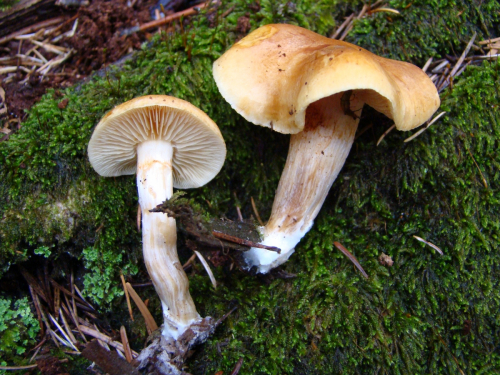 Gymnopilus-sapineus-Fr.-Murrill-DSC03254