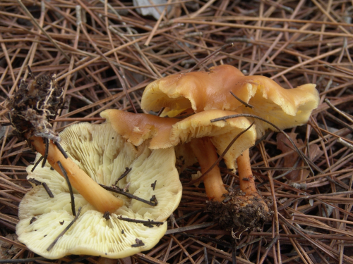 Gymnopus-dryophilus-Bull.-Murrill-DSC03000