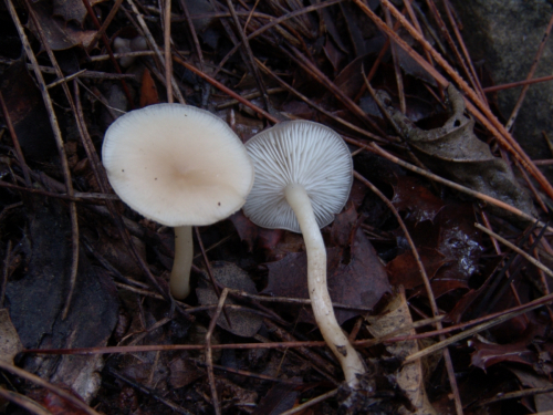 Gymnopus-dryophilus-Bull.-Murrill-DSC03119