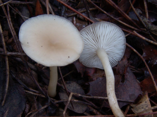 Gymnopus-dryophilus-Bull.-Murrill-DSC03120