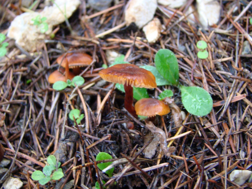 Gymnopus-dryophilus-Bull.-Murrill-DSC03223