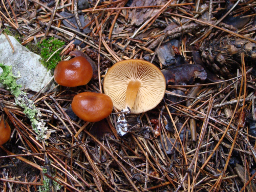 Gymnopus-dryophilus-Bull.-Murrill-DSC03234
