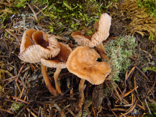 Gymnopus-dryophilus-Bull.-Murrill-DSC03475