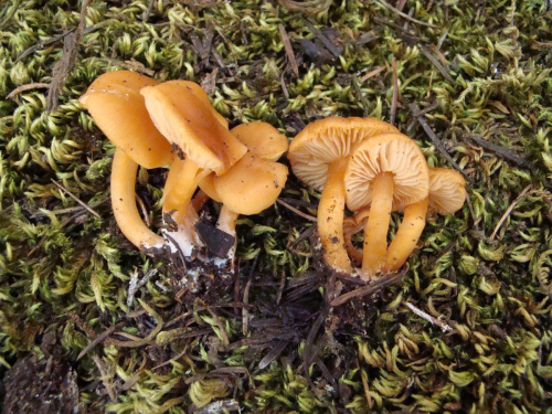 Gymnopus-dryophilus-Bull.-Murrill-DSC03554
