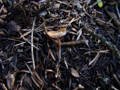 Gymnopus-dryophilus-Bull.-Murrill-DSC03784