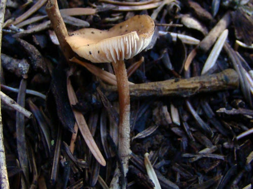 Gymnopus-dryophilus-Bull.-Murrill-DSC03785