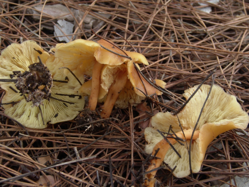 Gymnopus-dryophilus-Bull.-MurrillDSC02999