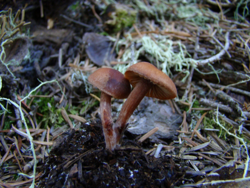 Gymnopus-ocior-Pers.-Antonin-Noordel.-DSC03862
