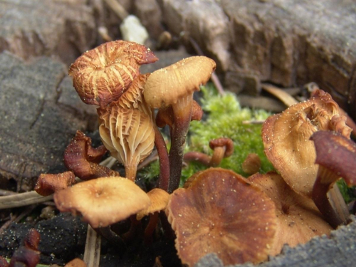 Gymnopus-perforans-Hoffm.-Antonin-Noordel.-DSC02567