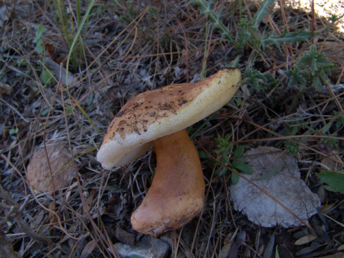 Gyroporus-castaneus-Bull.-Quel.-DSC03199