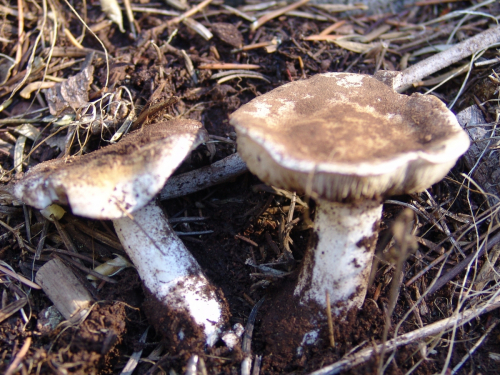 Hebeloma-album-Peck.-DSC01903