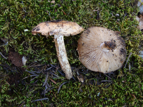Hebeloma-candidipes-Bruchet-DSC00266