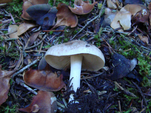 Hebeloma-hiemale-Bres.-DSC00163