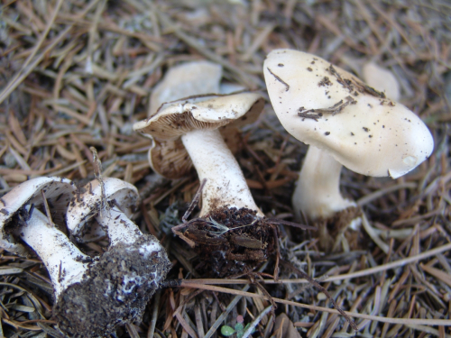 Hebeloma-laterinum-Batsch-Vesterh.