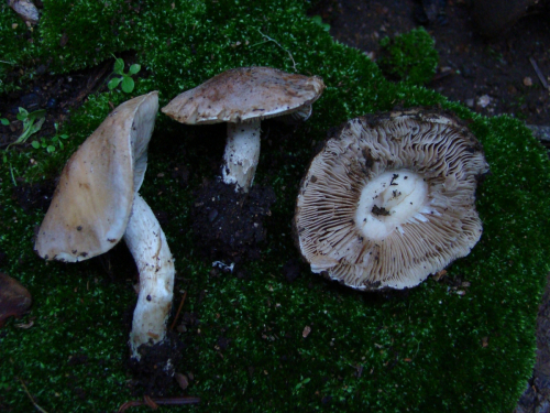 Hebeloma-mesophaeum-Pers.-Quel.-var.-mesophaeum-DSC00236