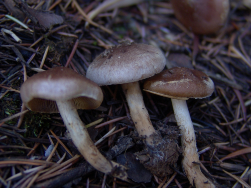 Hebeloma-mesophaeum-Pers.-Quel.-var.-mesophaeum-DSC02044-262