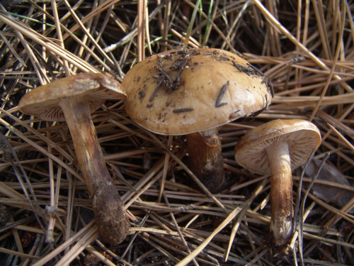 Hebeloma-mesophaeum-Pers.-Quel.-var.-mesophaeum-DSC03247