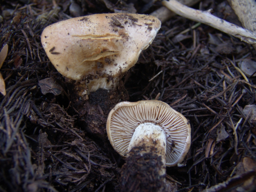 Hebeloma-mesophaeum-Pers.-Quel.-var.-mesophaeum-DSC03275