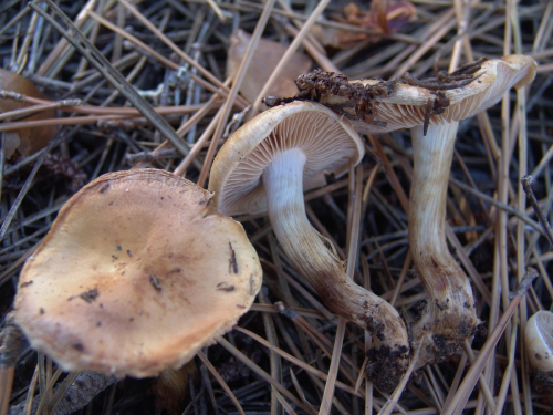 Hebeloma-mesophaeum-Pers.-Quel.-var.-mesophaeum-DSC03286