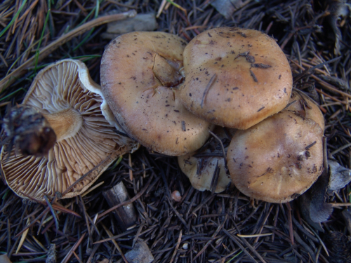 Hebeloma-mesophaeum-Pers.-Quel.-var.-mesophaeum-DSC03294