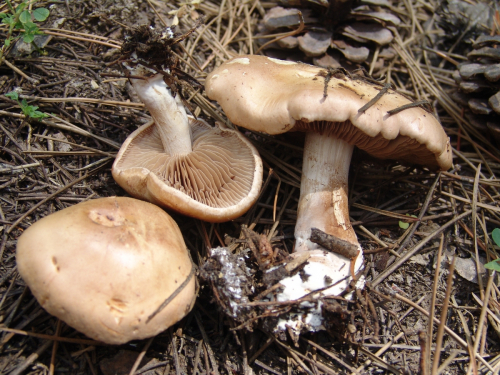Hebeloma-mesophaeum-Pers.-Quel.-var.-mesophaeum