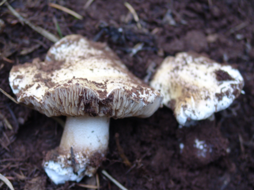 Hebeloma-senescens-Batsch-Vesterh.-DSC01916-138