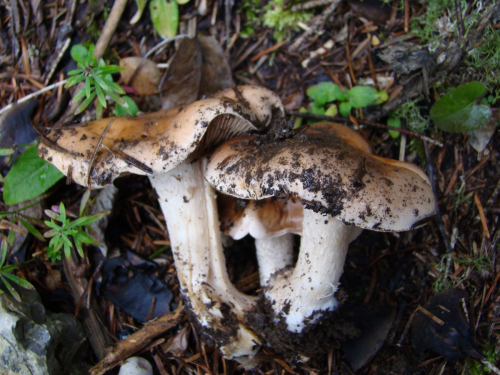 Hebeloma-sinapizans-Fr.-Sacc.-DSC03394