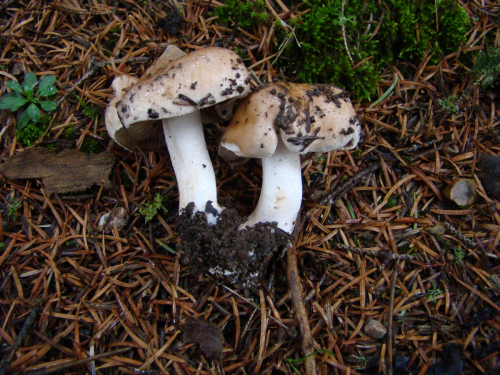 Hebeloma-sinapizans-Fr.-Sacc.-DSC03400