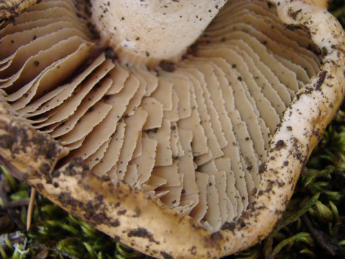 Hebeloma-sinapizans-Fr.-Sacc.-DSC03547