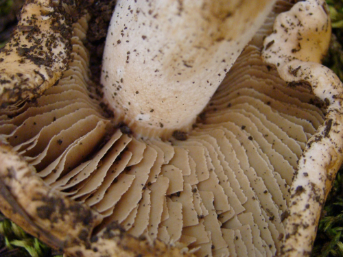 Hebeloma-sinapizans-Fr.-Sacc.-DSC03548