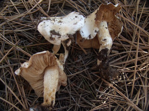 Hebeloma-sordidum-Maire-DSC03244