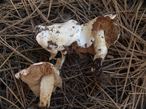 Hebeloma-sordidum-Maire-DSC03245