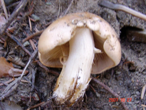 Hebeloma-sordidum-Maire-DSC05042