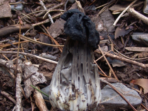 Helvella-lacunosa-Afzel.-DSC03451