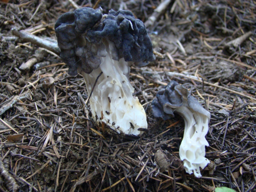 Helvella-lacunosa-Afzel.-DSC03642