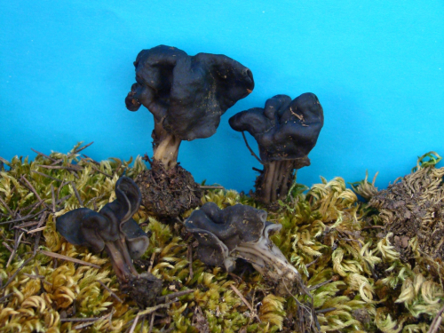 Helvella-lacunosa-Afzel.-DSC04230