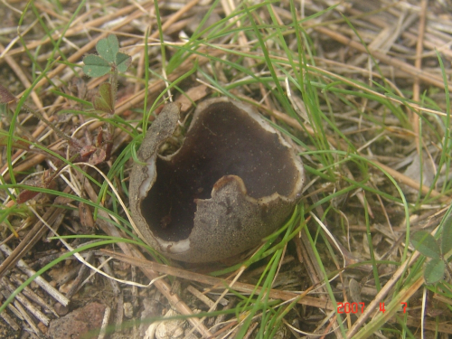 Helvella-leucomelaena-Pers.-Nannf.-DSC03802