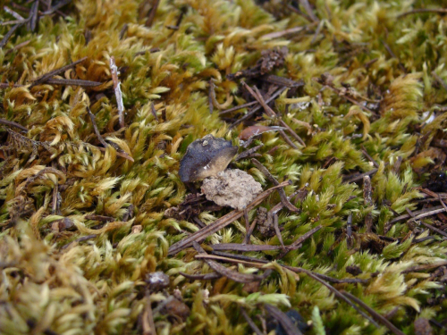 Helvella-leucomelaena-Pers.-Nannf.-DSC04213