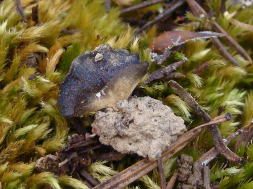 Helvella-leucomelaena-Pers.-Nannf.-DSC04214