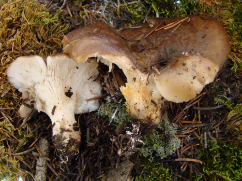 Hohenbuehelia-petaloides-Bull.-Schulzer-DSC03480