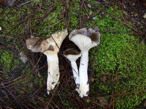 Hygrophorus-agathosmus-Fr.-Fr.-DSC00453