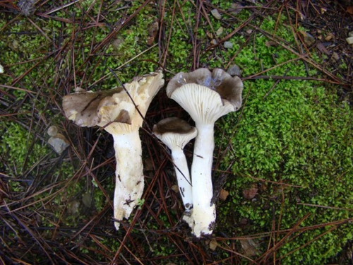 Hygrophorus-agathosmus-Fr.-Fr.
