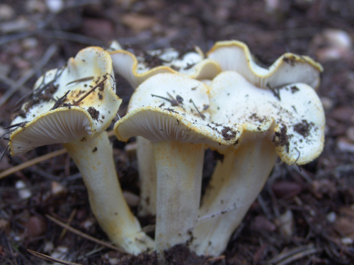 Hygrophorus-chrysodon-Batsch-Fr.-DSC03299